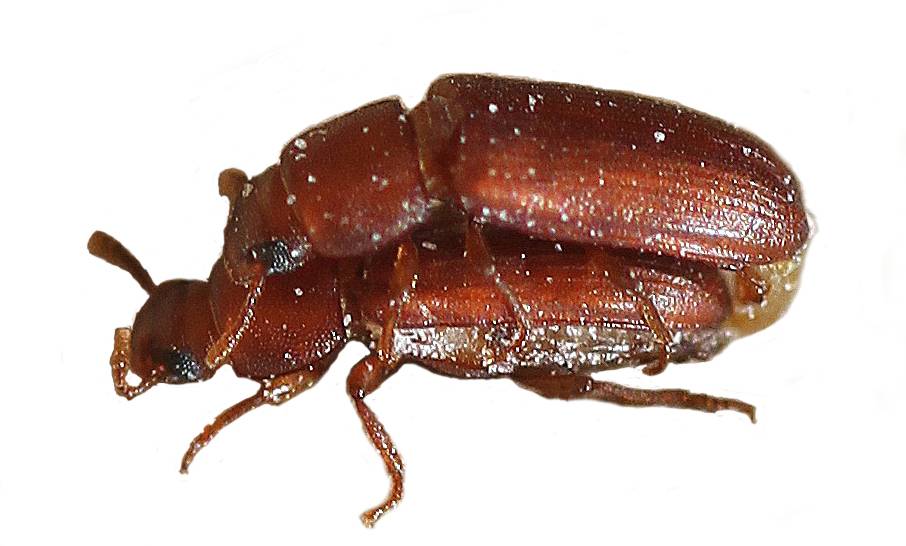 Escarabajas
