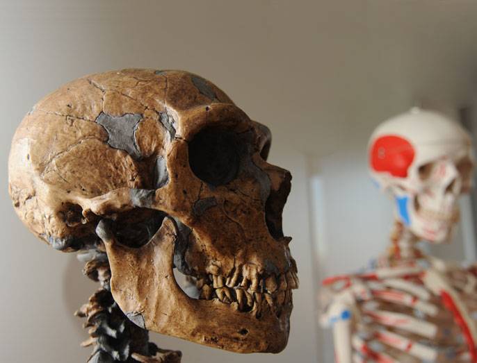 Las hembras neandertales cambiaban de grupo para evitar la endogamia