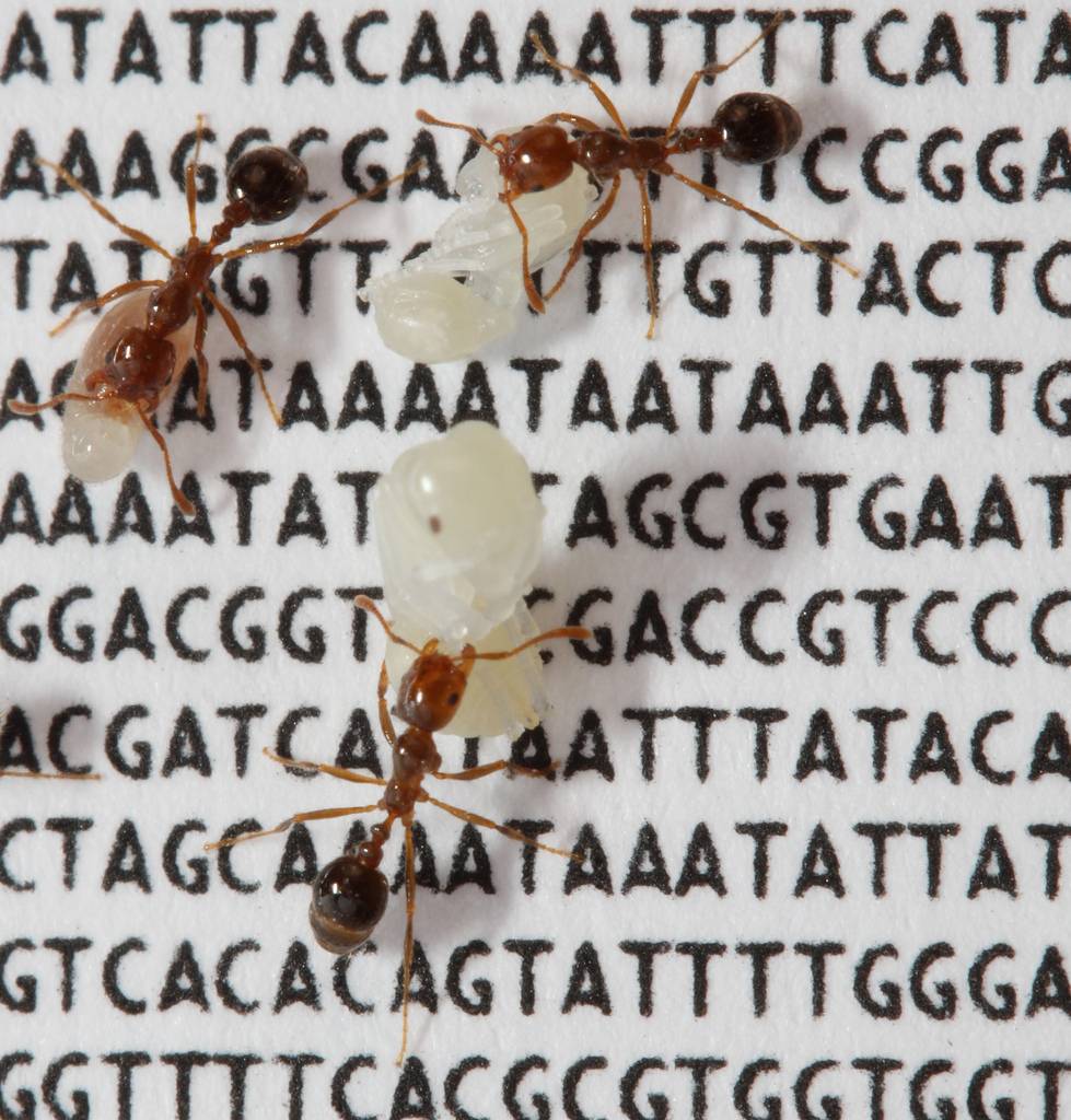 Hormigas rojas. Imagen: Romain Libbrecht y Yannick Wurm_