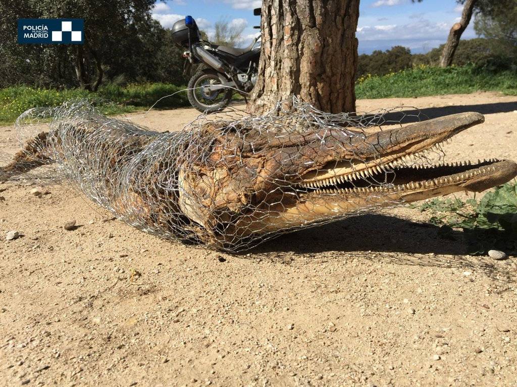 Las incógnitas aún sin resolver del delfín de la Casa de Campo