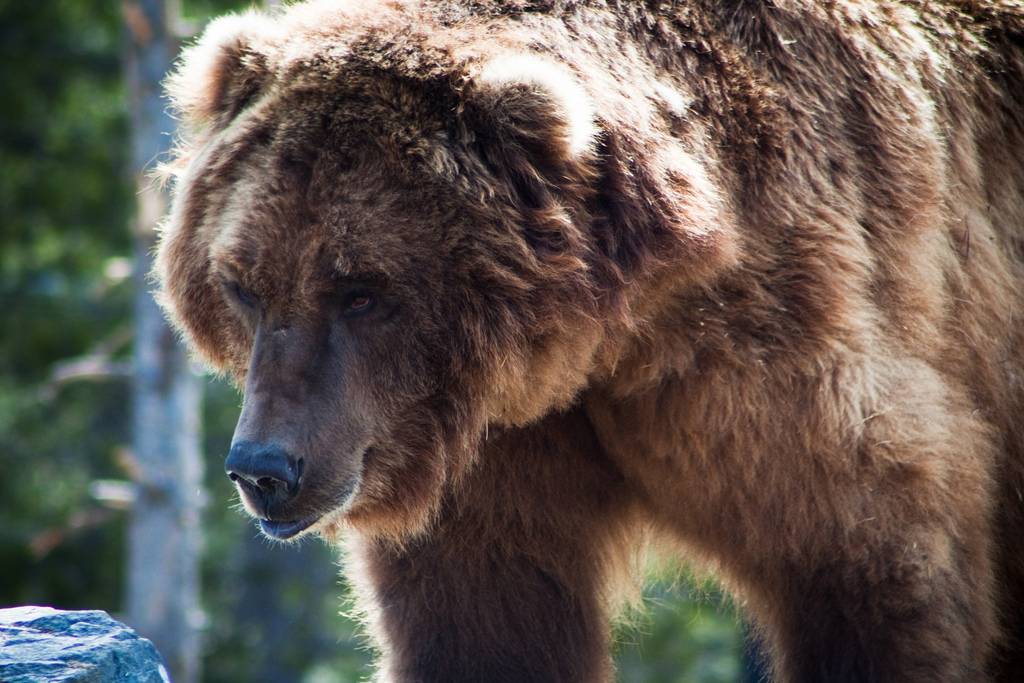 Oso grizzly, uno de los mayores mamíferos terrestres de América. Imagen: Nomadic Lass 