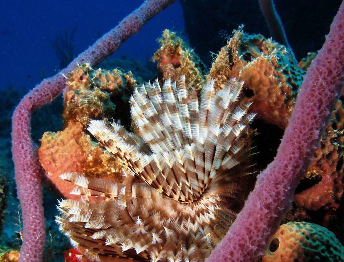 Las patentes de genes marinos crecen diez veces más rápido que la descripción de nuevas especies marinas