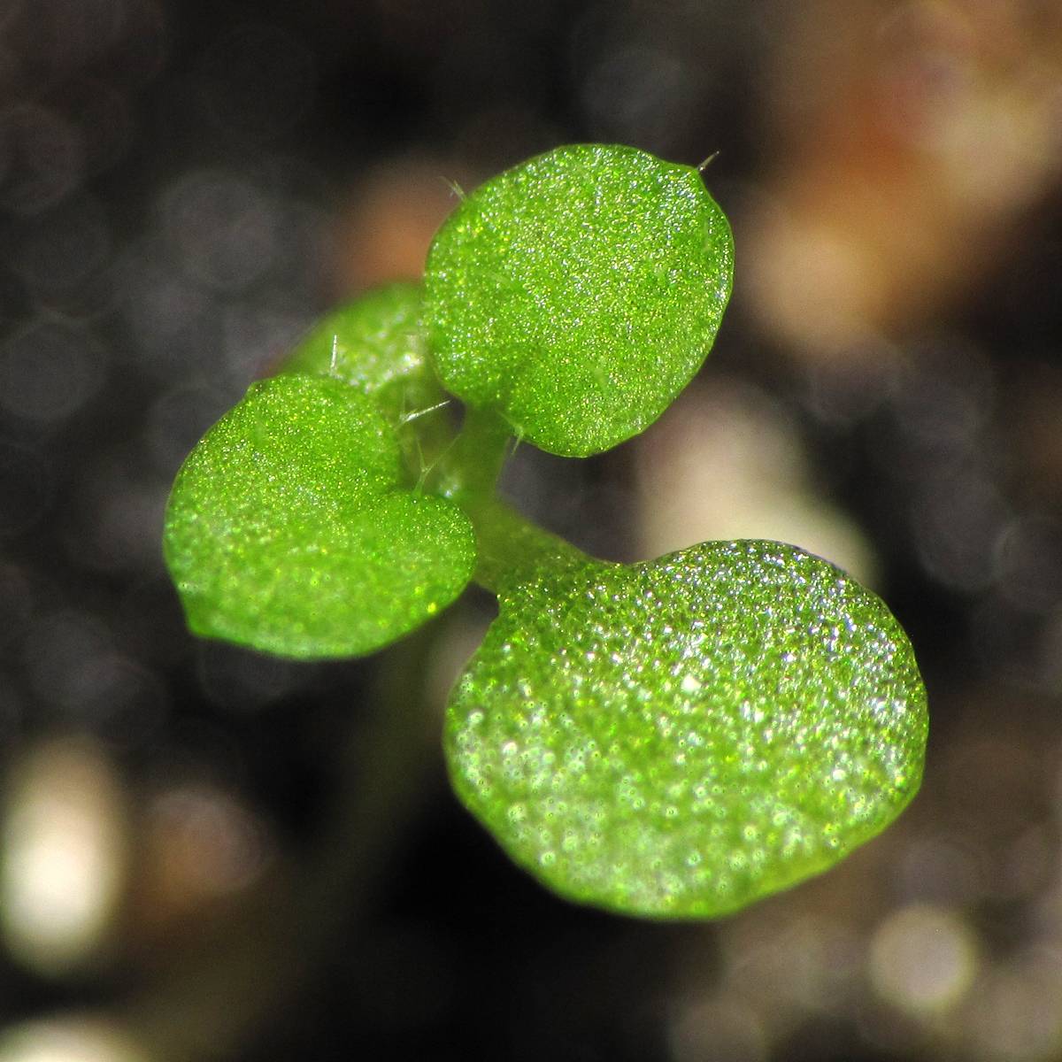 Las plantas luchan contra las enfermedades