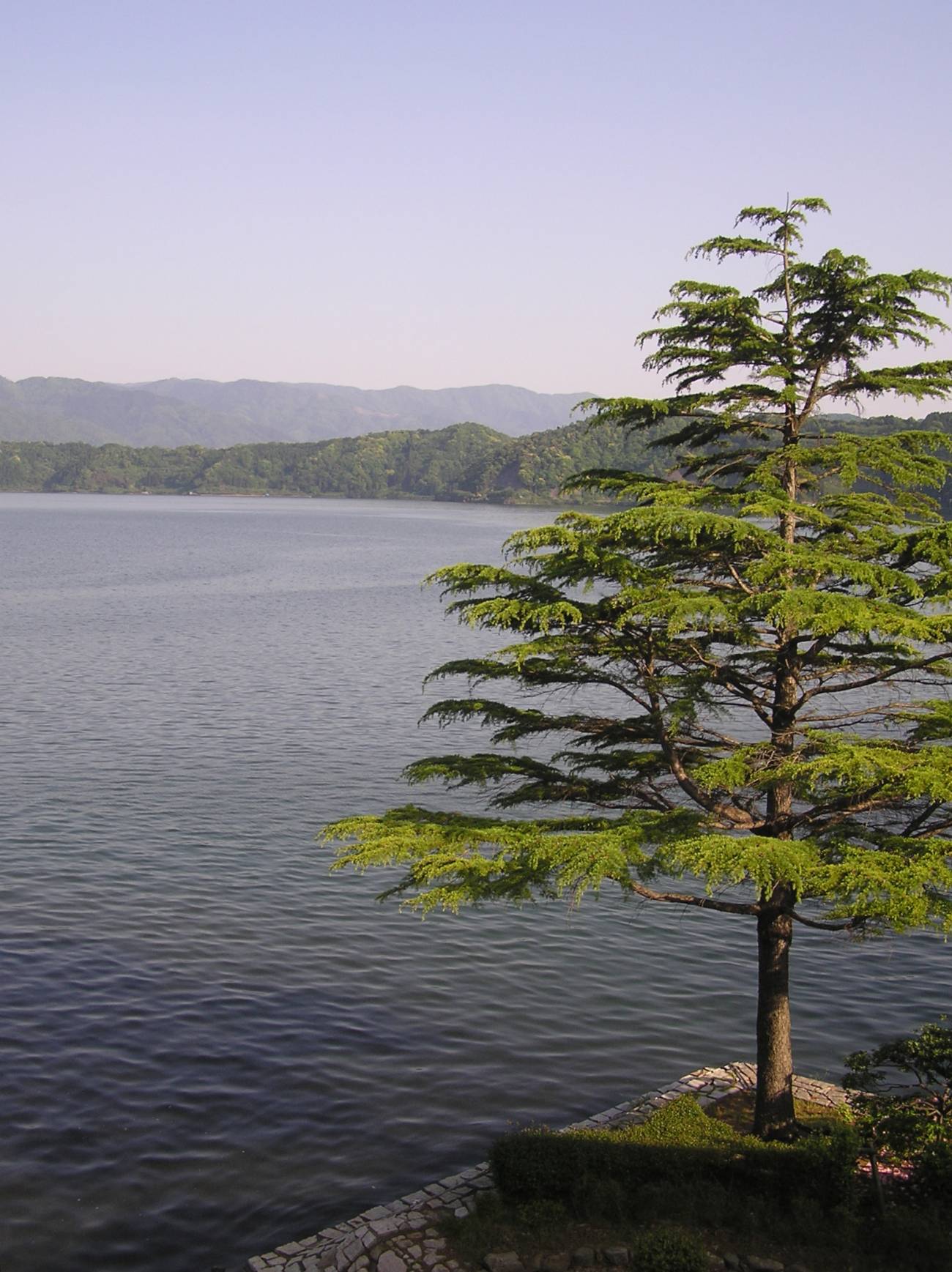 Lago Suigetsu en Japón. Imagen: Christopher Ramsey. 