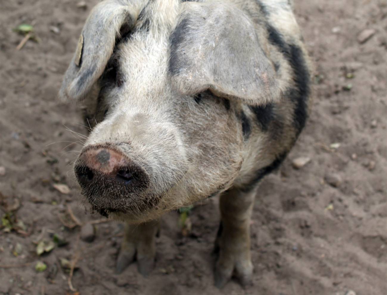 Hace unos 6.600 años los cazadores-recolectores erteböllienses adquirieron cerdos domesticados cuyo pelaje podría ser similar a la de este moderno Bentheimer. / Ben Krause-Kyora.