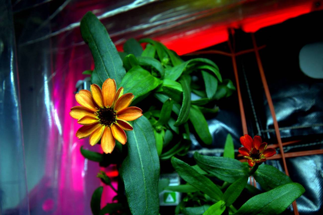 Las primeras zinnias del espacio