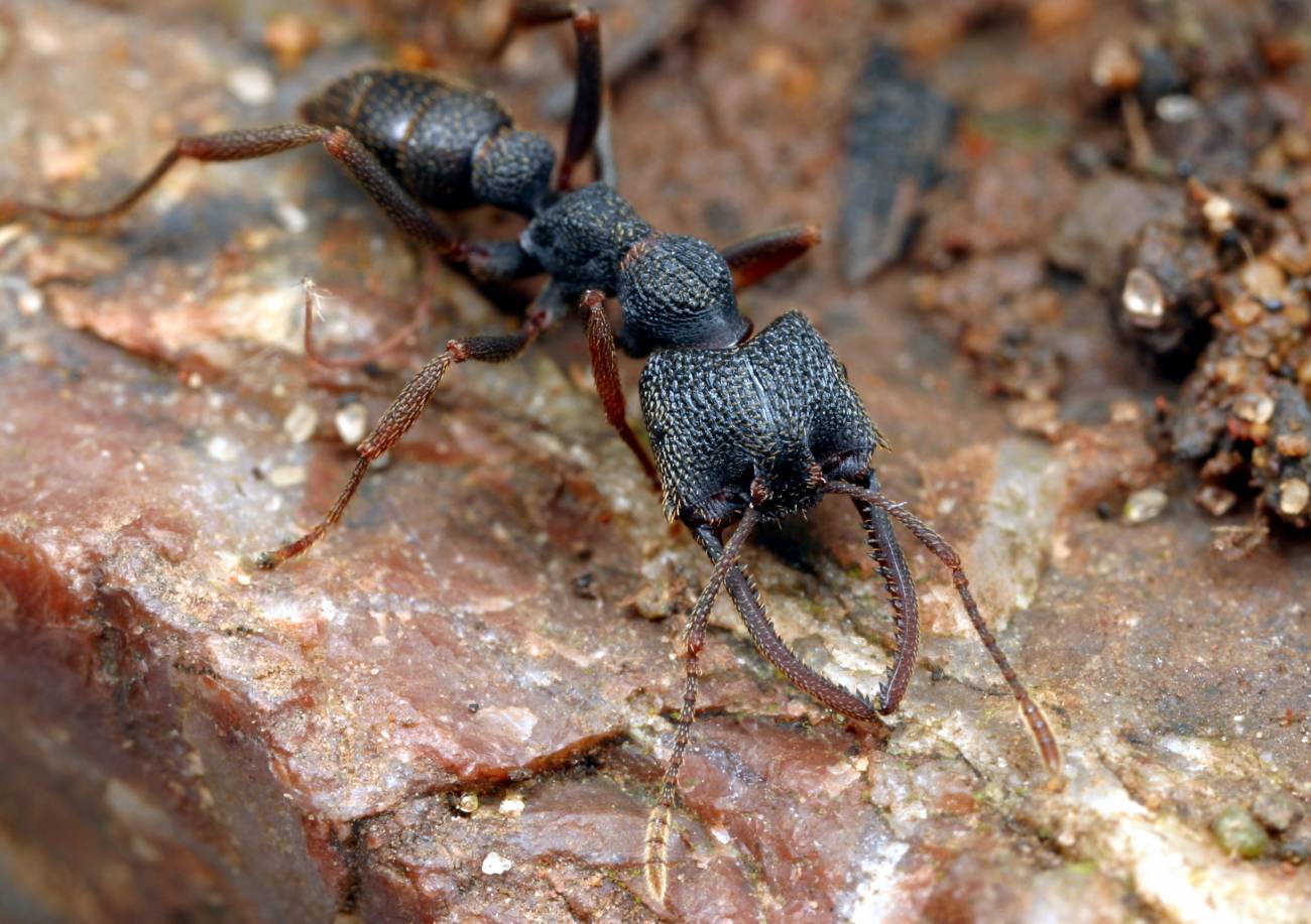 Las reinas de algunas hormigas Drácula parecen obreras