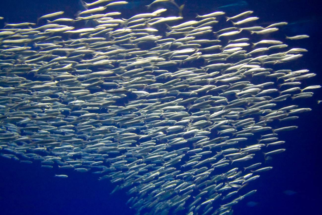 Sardinas del Pacífico