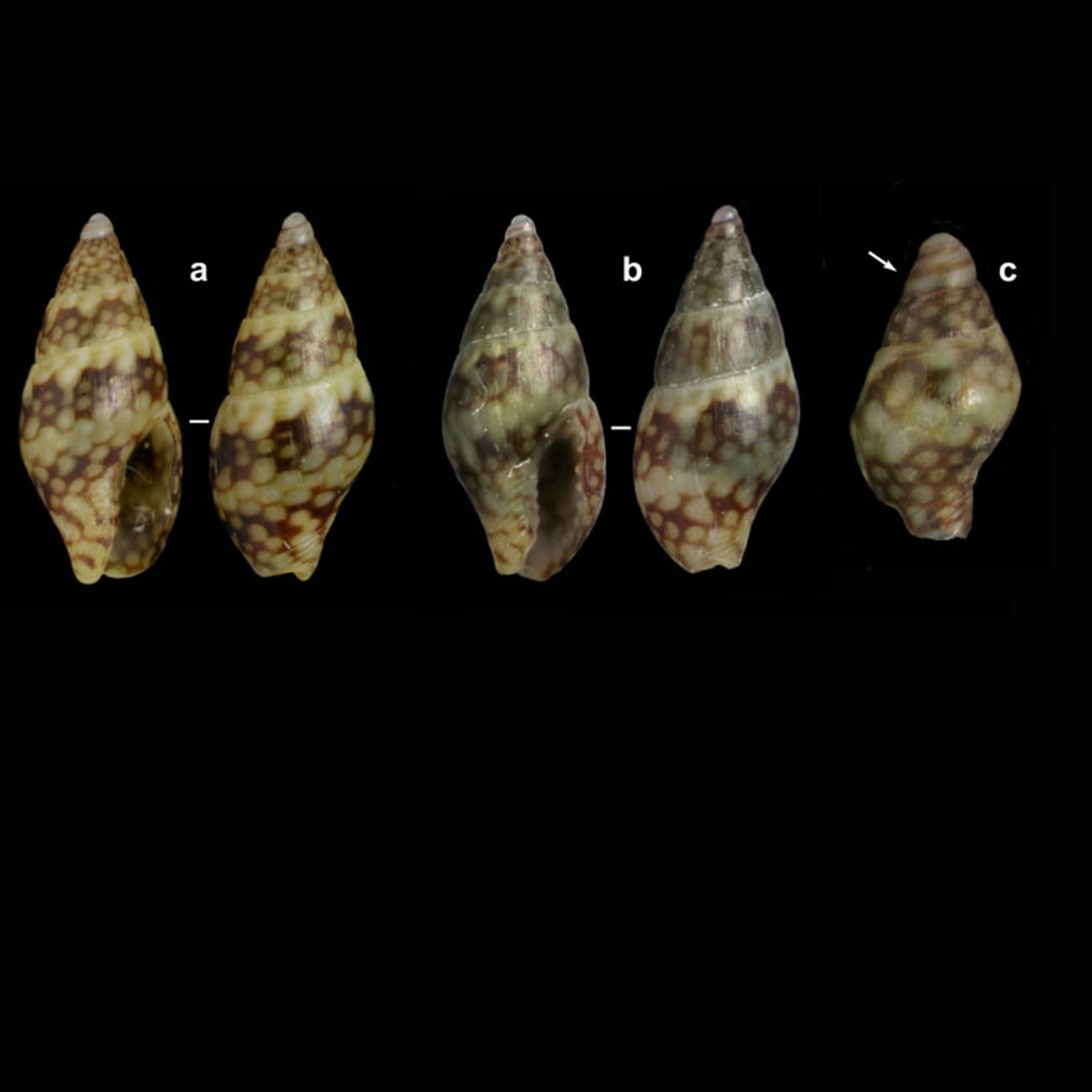 Llega al Mediterráneo un caracol marino del Atlántico tropical