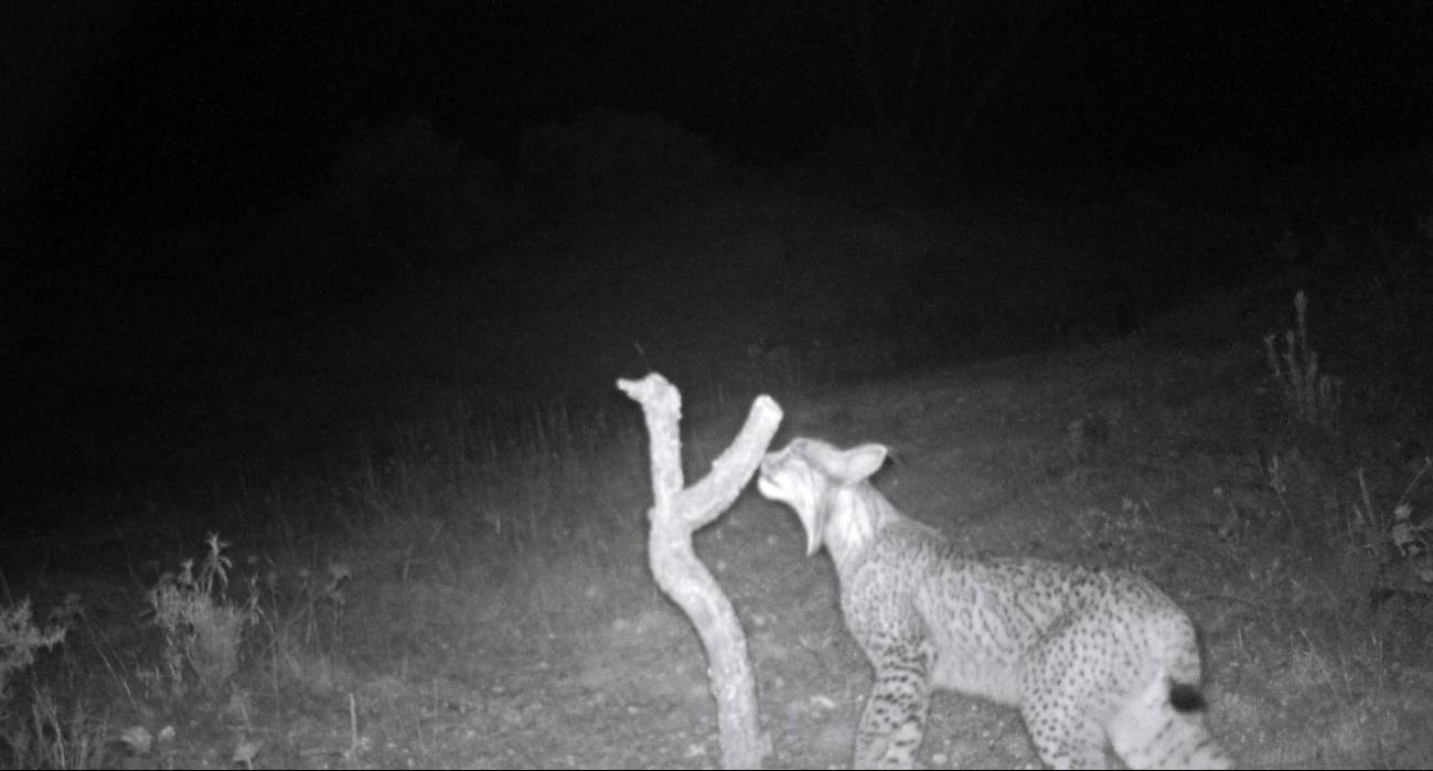  En la imagen, el nuevo lince avistado. / Efe