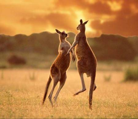 Los ancestros de los canguros australianos modernos eran sudamericanos 