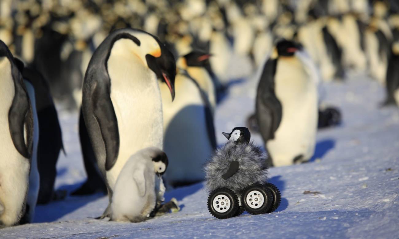 Los animales más adorables de 2014 