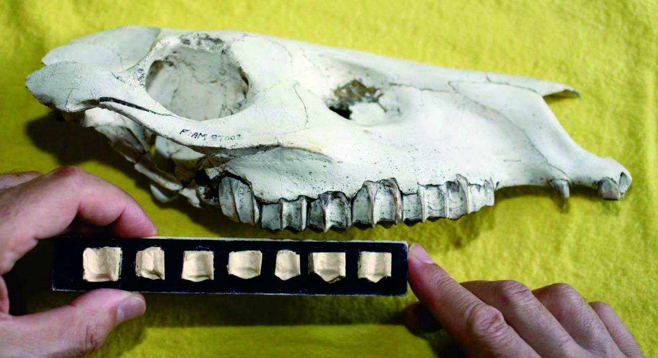 Los cambios climáticos del pasado modificaron los dientes de los caballos 