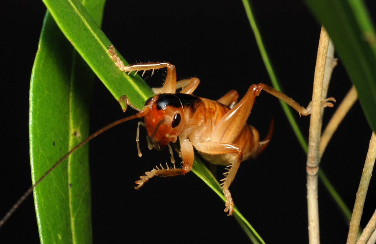 Los científicos eligen las 10 nuevas especies más curiosas de 2010