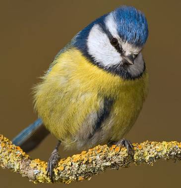 Los costes de la reproducción aceleran el envejecimiento de las aves