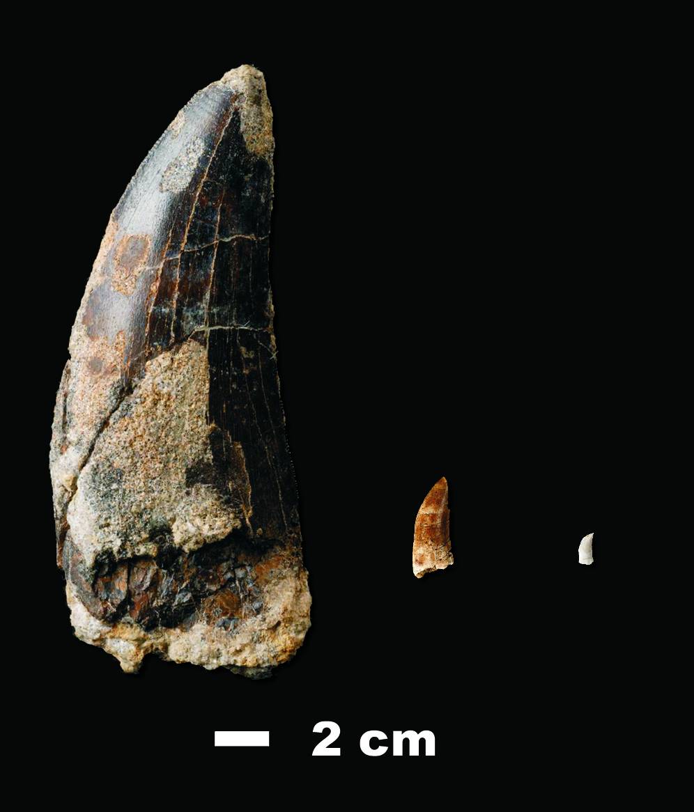 Los dinosaurios carnívoros “hincaron” el diente en Riodeva