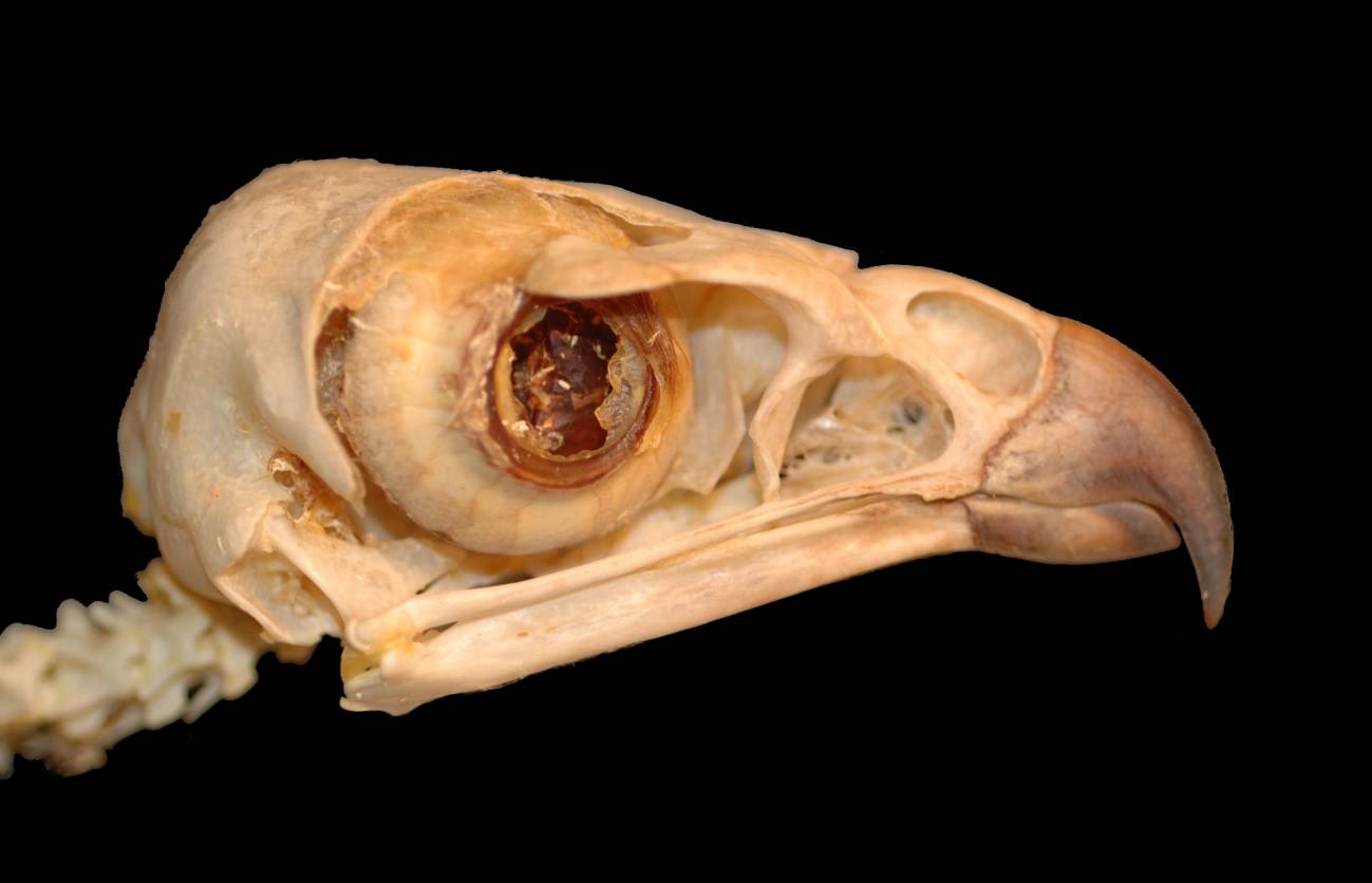 Los dinosaurios también tenían vida nocturna