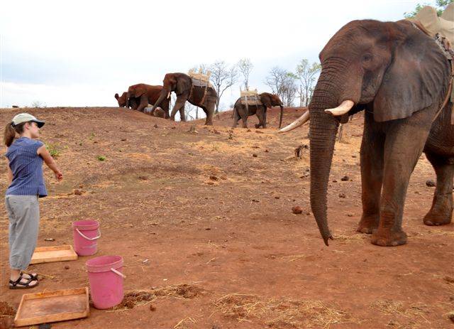 Los elefantes africanos son capaces de interpretar las señales humanas