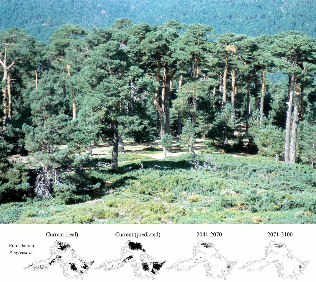 Los encinares ganarán terreno a los bosques norteños por el cambio climático (II)