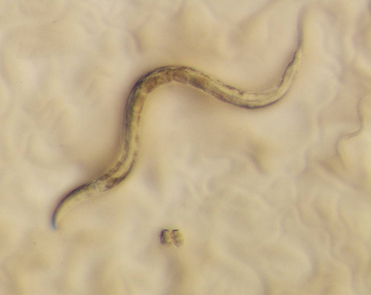 Los gusanos también contraen infecciones virales de forma natural