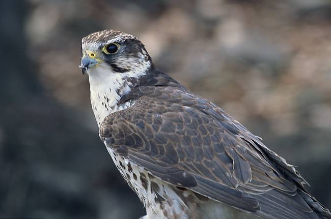 Halcón híbrido Gyr-Saker: Imagen vía Wikipedia