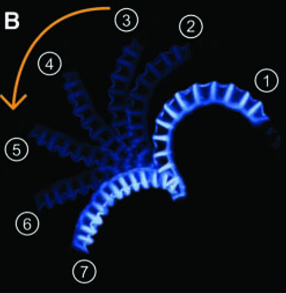 Mecanismo por el cual el helecho disemina sus esporas. Imagen: Science