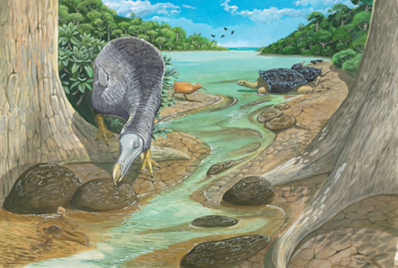 Los huesos de los dodos arrojan luz sobre su ecología
