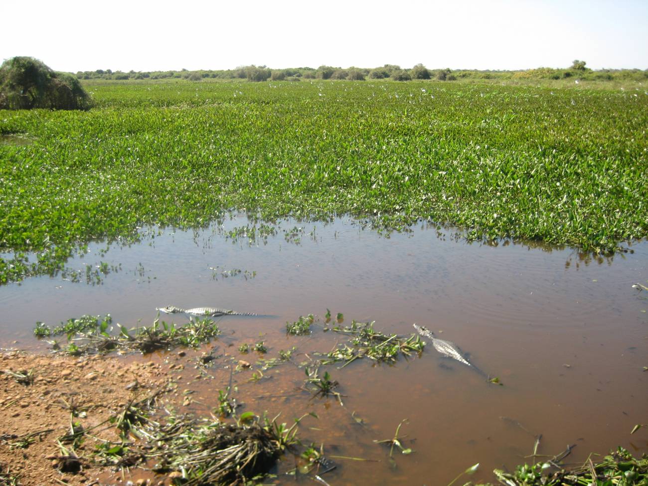 Humedal temporal en El Pantanal (Mato Grosso, Brasil). Imagen: Francisco A. Comín Serrano / CSIC. 