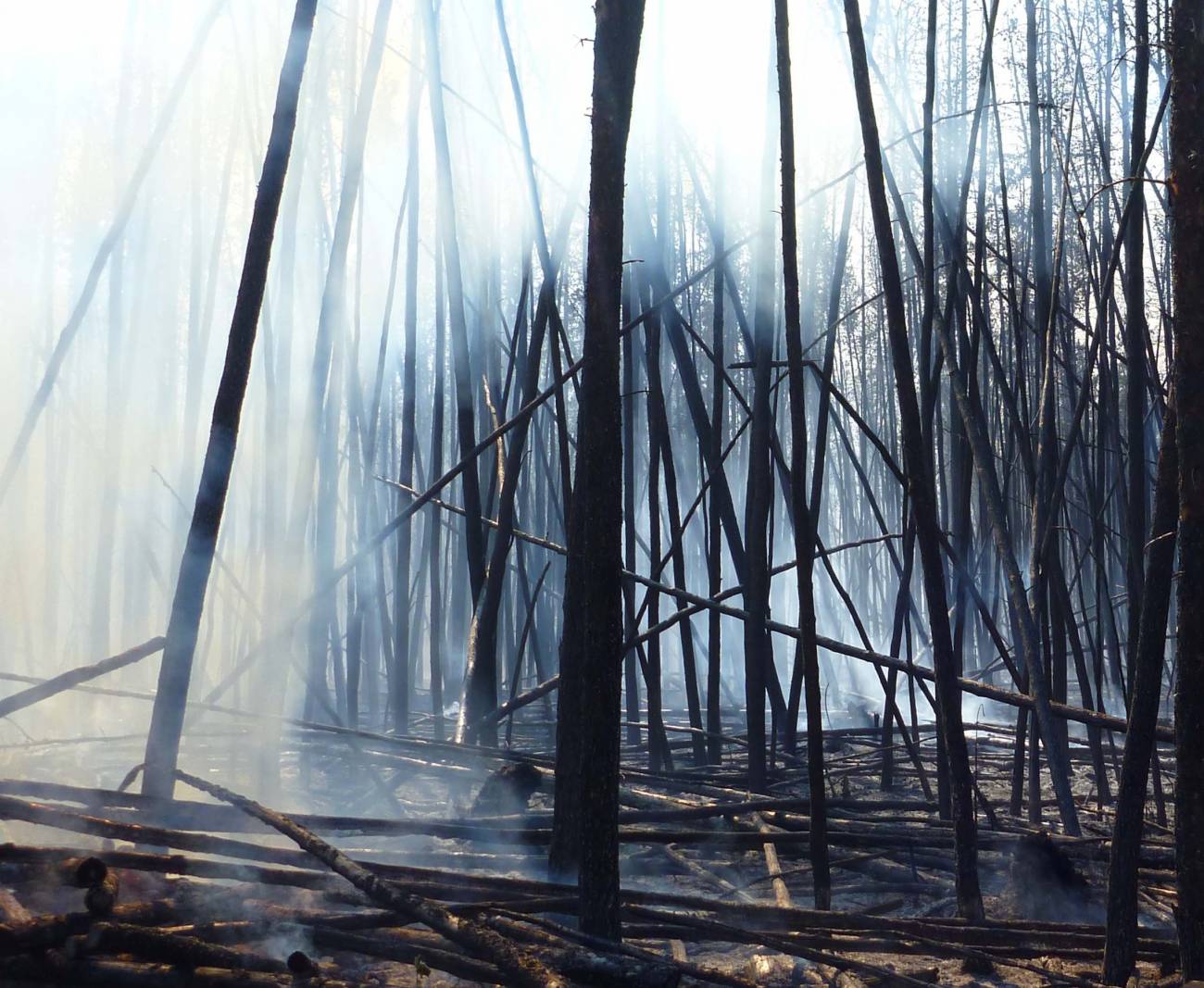 Los incendios modifican la concentración de carbono en los suelos