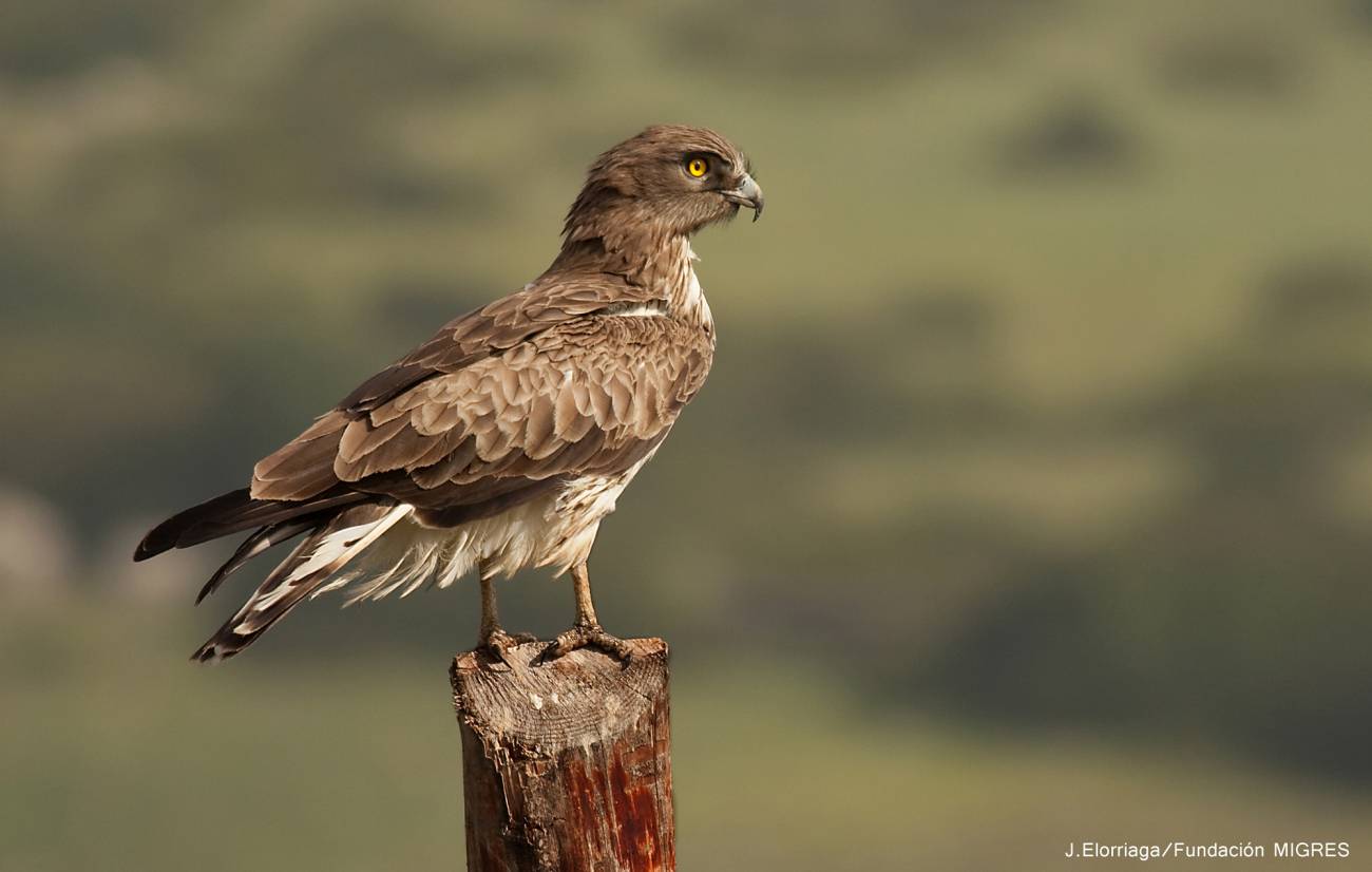 Un ejemplar de águila culebrera