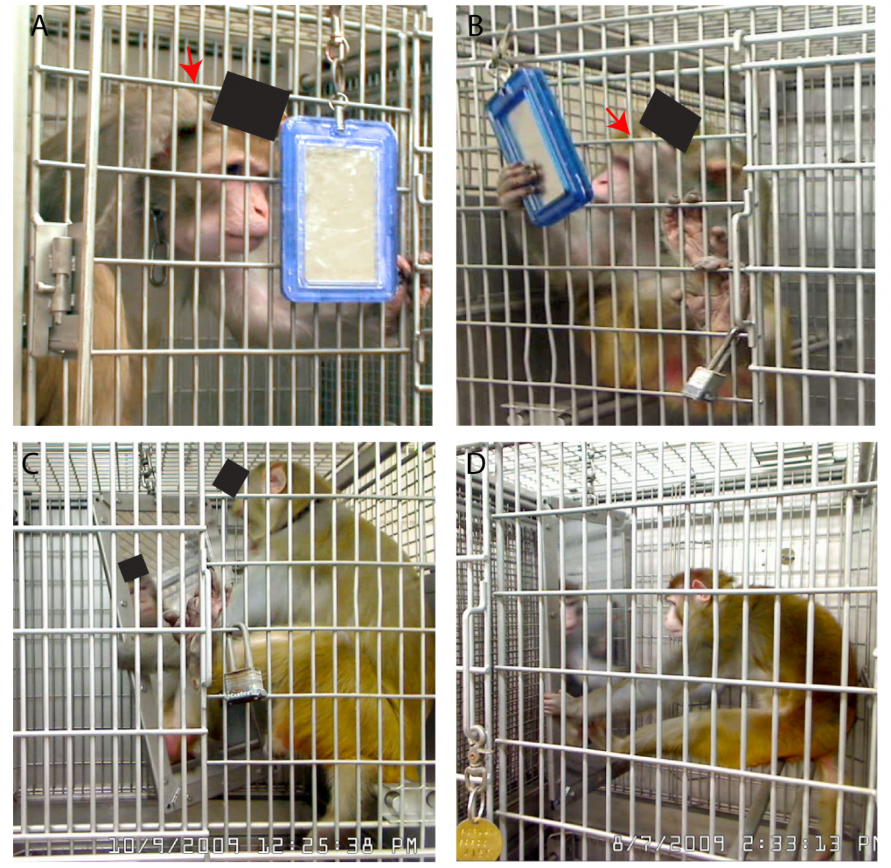 Los macacos se reconocen en el espejo