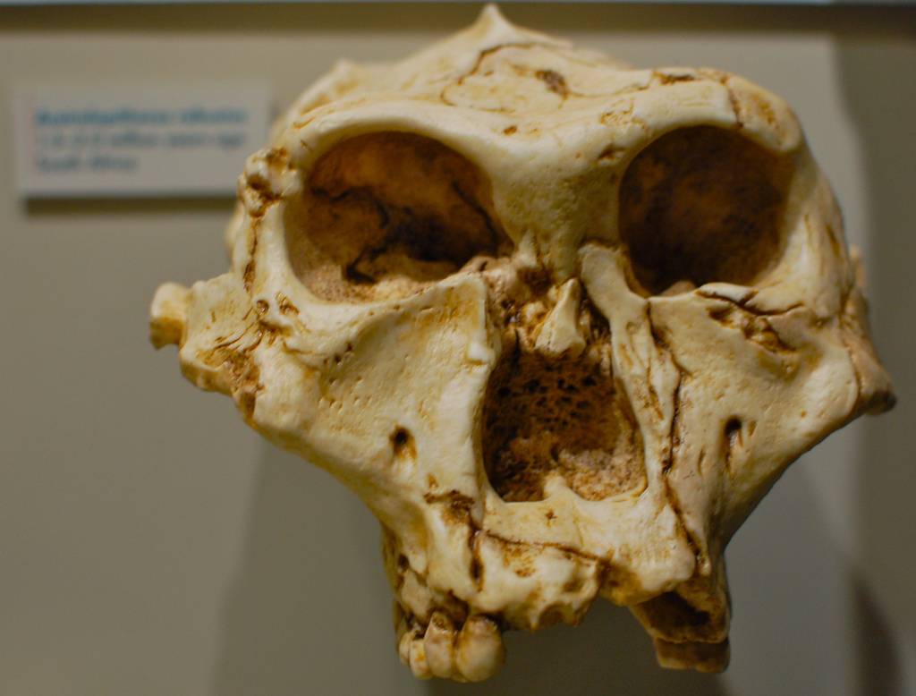 Los machos de ‘Australopithecus’ se quedaban en casa