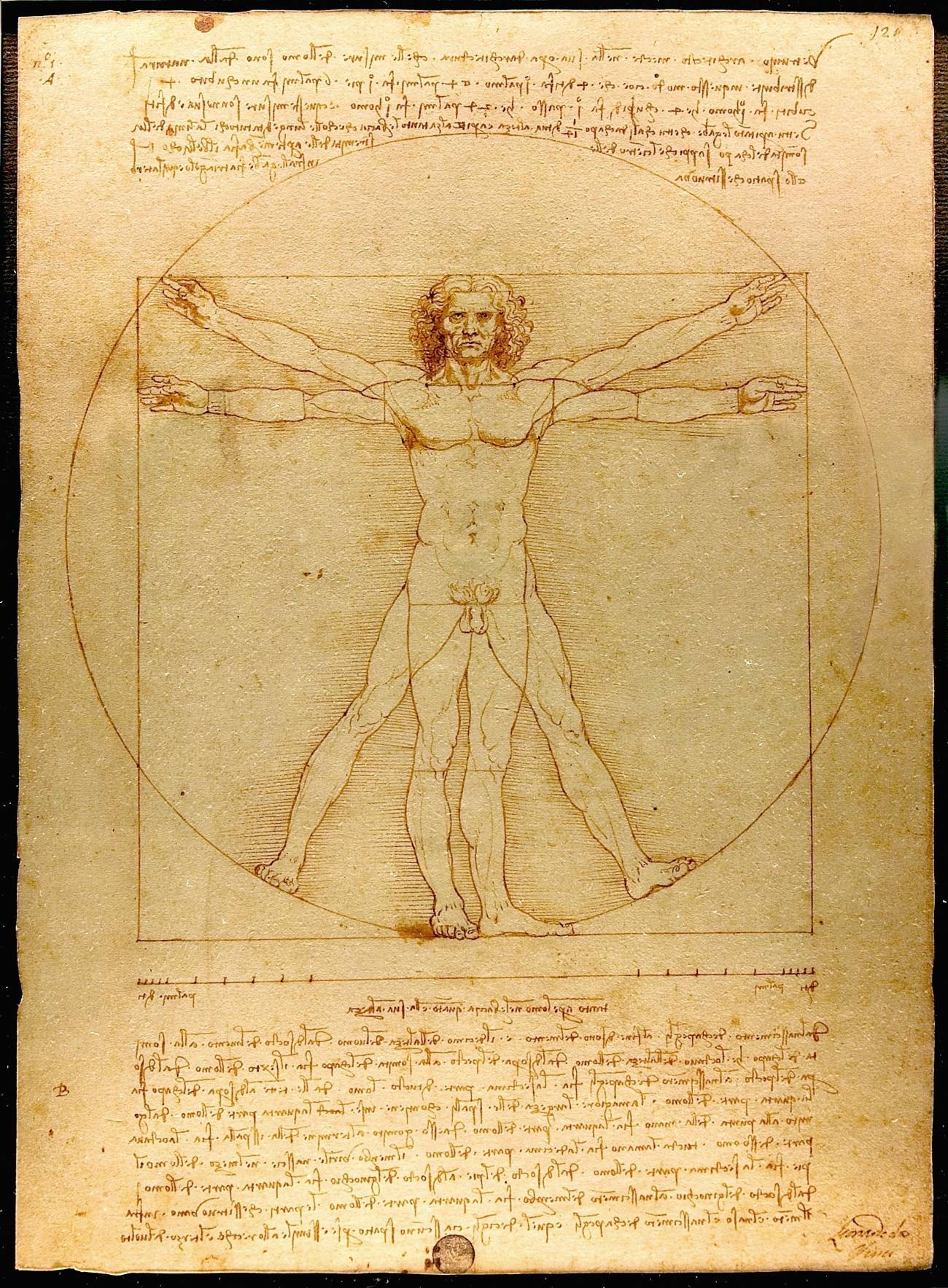 El hombre de Vitruvio. Obra de Leonardo da Vinci que representa un estudio de las proporciones de la figura masculina. Imagen: Wikipedia