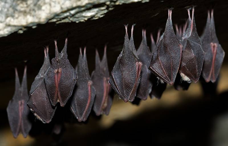 Murciélagos grande de herradura (Rhinolophus ferrumequinum). / Gareth Jones.