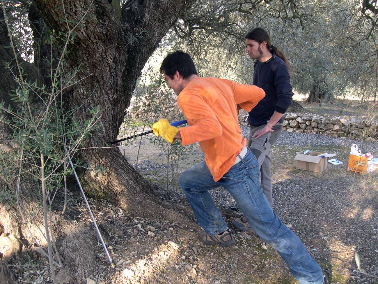Investigadores del CREAF han investigado la edad de los olivos (Olea europea) 'milenarios' de la región litoral del Montsià, en Cataluña. Imagen: CREAF 