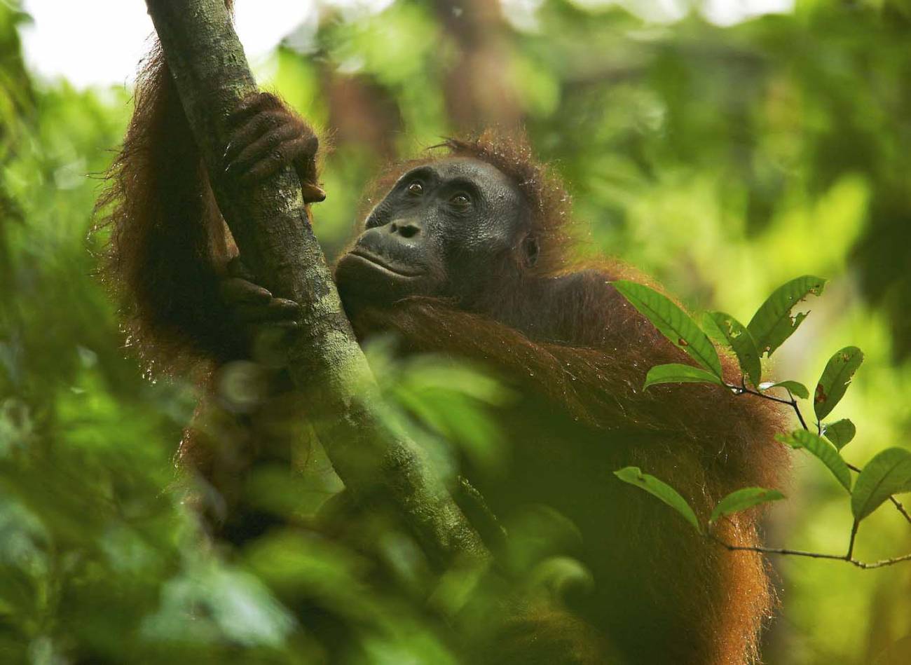 Orangután. Imagen: Tim Laman  