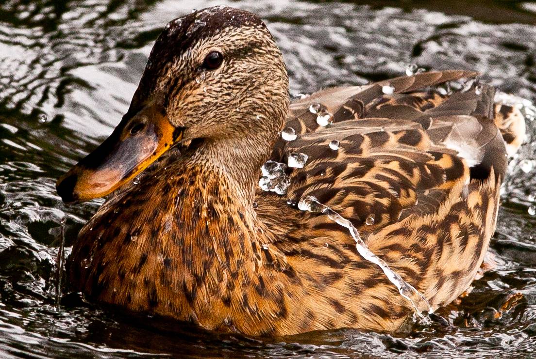 Las fibras naturales de las plumas de los patos producen aislamiento térmico exterior y repelen el agua. Imagen: Steve-h