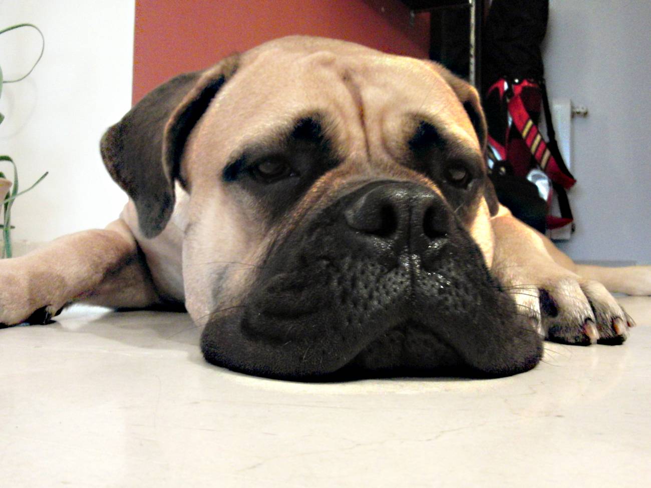 Los perros ‘huelen’ el cáncer de intestino