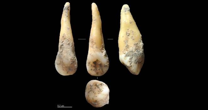 Diente hallado en Cova Bonica, de 7.400 años de antigüedad. / Joan Daura / Montserrat Sanz.