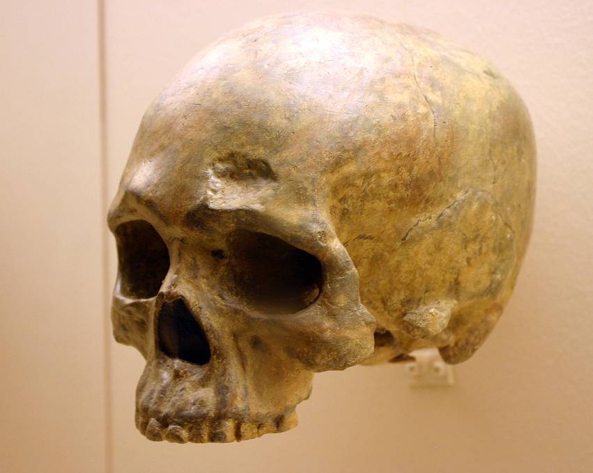 El equipo comparó los genomas completos del ADN mitocondrial de Arabia y el Cercano Oriente con una base de datos de cientos de muestras de Europa. En la fotografía, cráneo de Homo sapiens. Imagen: Ryan Somma.