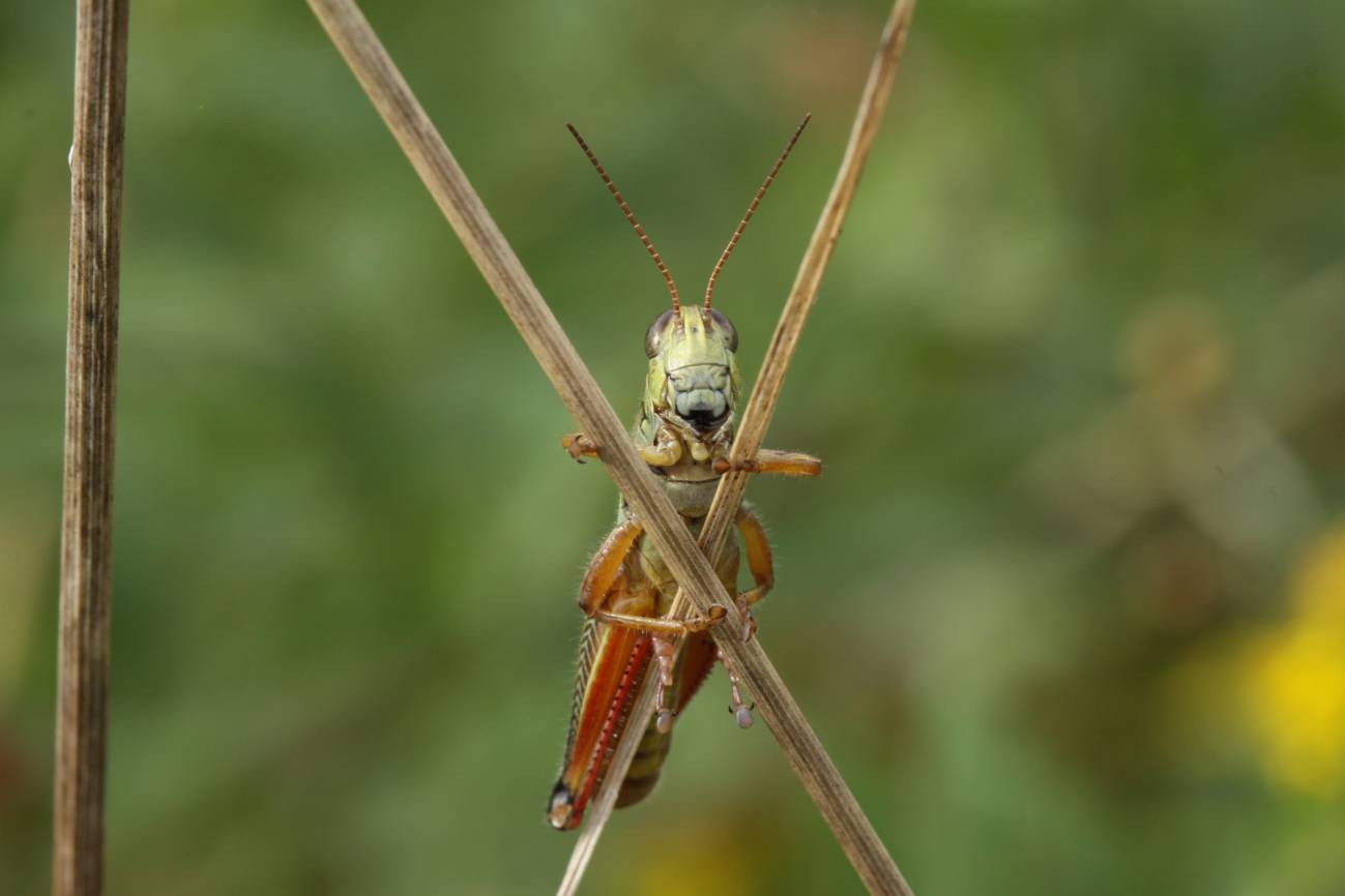 Un saltamontes escondiéndose detrás de unas cañas. Imagen: Dror Hawlena. 