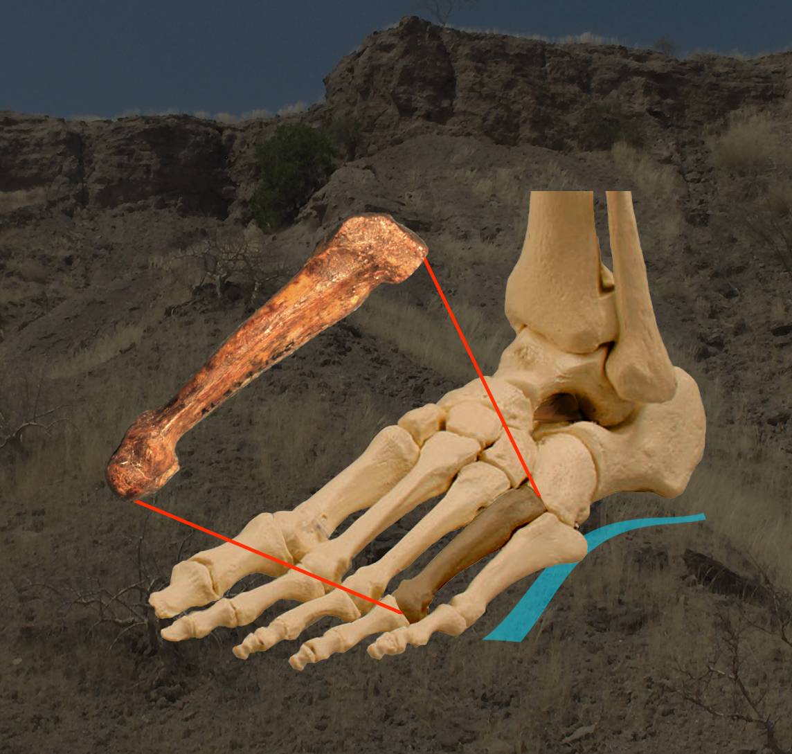 ‘Lucy’ tenía los pies arqueados como el humano moderno