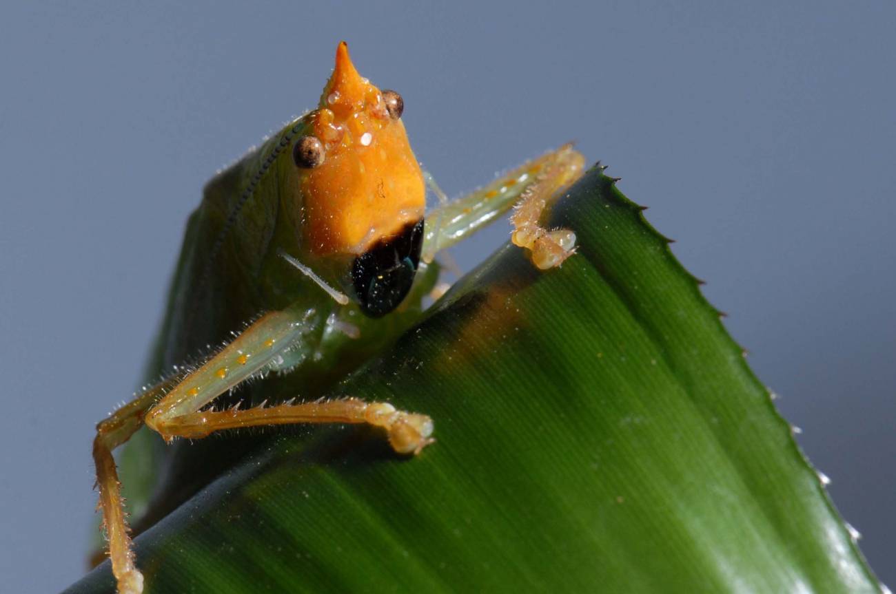 Los investigadores han demostrado que estos saltamontes logran transmitir las vibraciones aéreas hasta el oído de forma muy similar a la de los mamíferos. Imagen: Daniel Robert. 