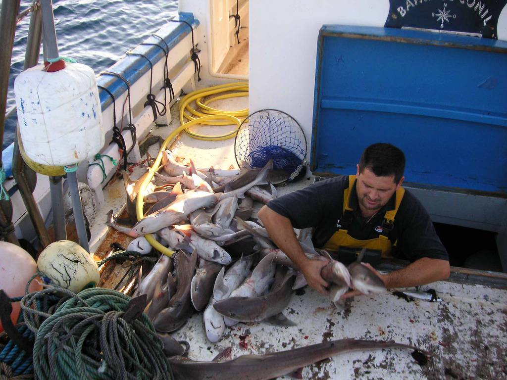 Más de un millón de peces capturados en aguas europeas son descartados 