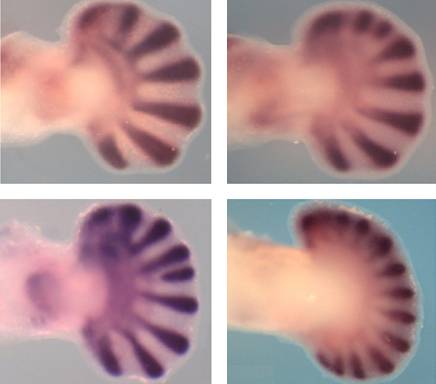 Al reducir genéticamente la dosis de genes Hox se obtuvieron extremidades con hasta 14 dedos. Imagen: CSIC 