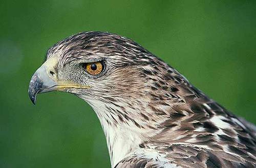 Mejora la situación del águila perdicera, una de las rapaces más amenazadas de España 