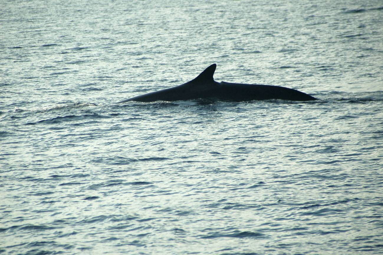 Micrófonos submarinos registrarán el paso de ballenas rorcuales por Cabrera