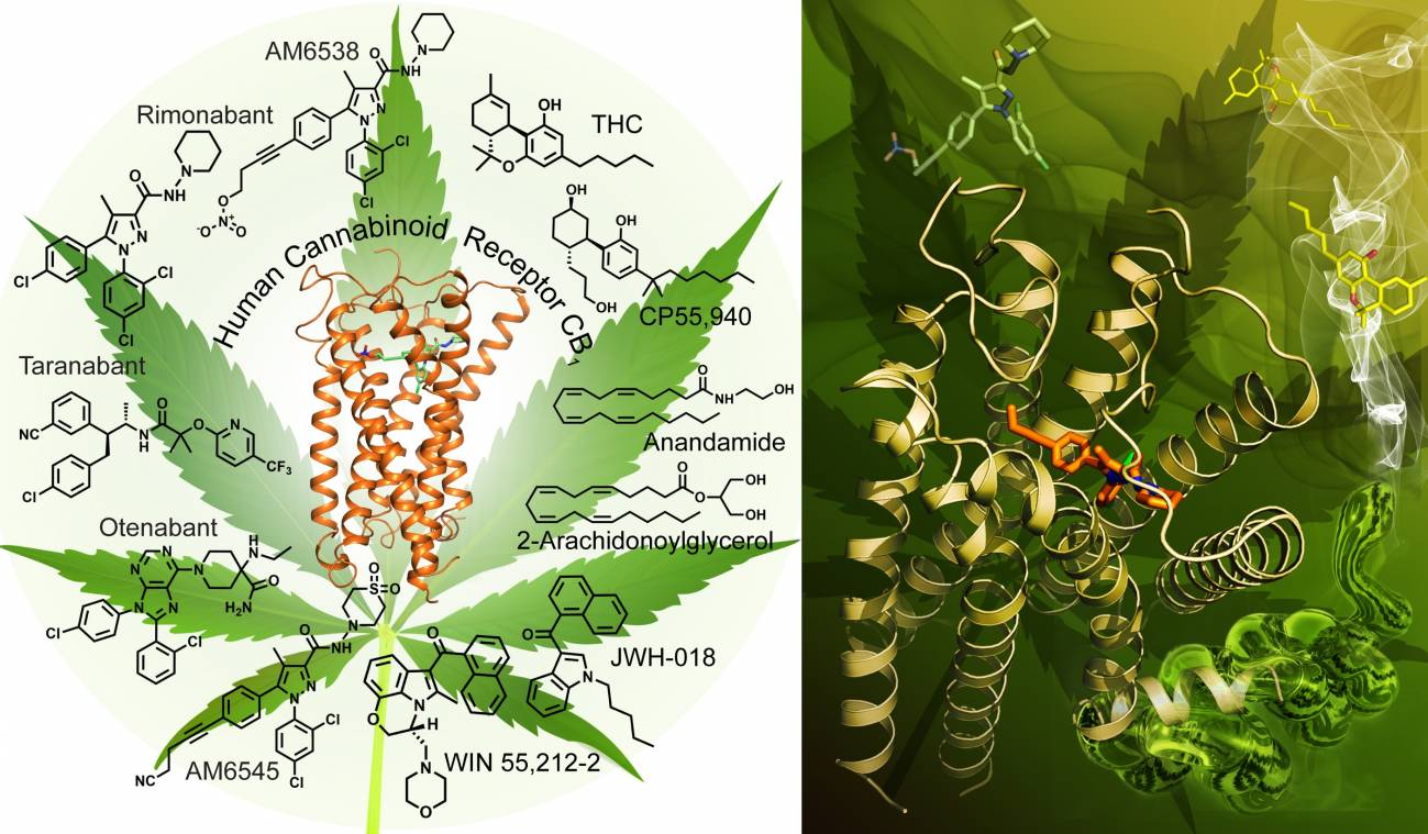 Modelo en 3D del receptor que coloca con la marihuana