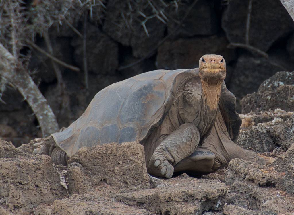 Muere el ‘solitario George’ en Galápagos