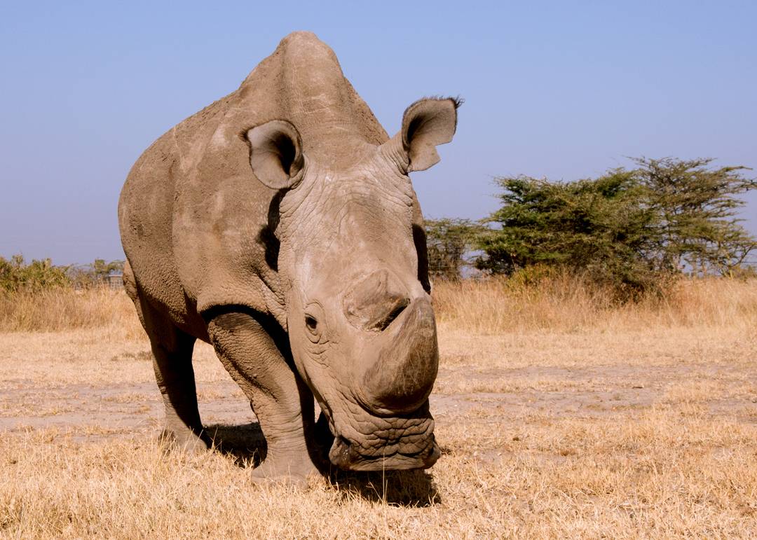 Muere el último macho de rinoceronte blanco del norte del mundo
